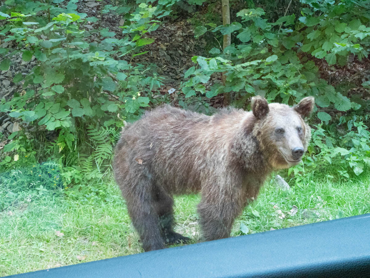Medvěd u cesty