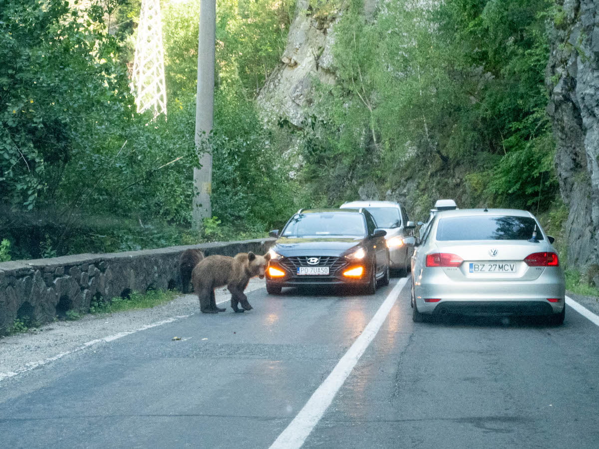 Medvěd u cesty